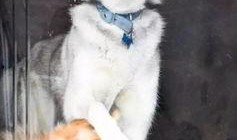 一个狗狗最新爆料图片大全,狗狗最新爆料图片大全集锦